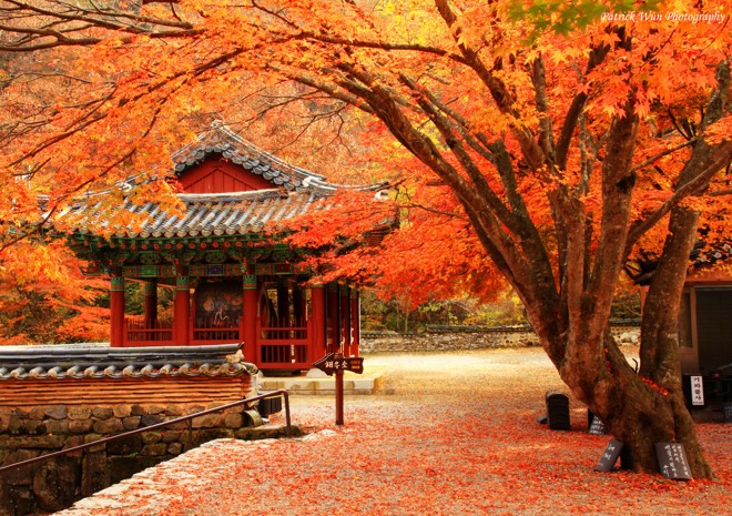 Mùa thu Hàn Quốc: Lung linh, lãng mạn như một truyện cổ tích, mùa thu Hàn Quốc là thời điểm lý tưởng để đến và tận hưởng cảm giác đắm say trong không khí se lạnh và khung cảnh đến từng chi tiết. Cùng chiêm ngưỡng những cánh rừng lá đỏ rực rỡ hay những con đường ven sông xanh ngắt cùng bầu trời xanh thăm thẳm.
