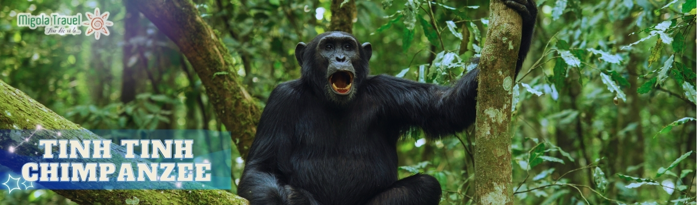 Là một loài tinh tinh trong Họ Người, bộ Linh trưởng. Tinh tinh Chimpanzee thường sinh sống ở Tây và Trung Phi. Họ hàng gần nhất với nó là tinh tinh lùn (Pan paniscus), được tìm thấy tại các cánh rừng của Cộng hòa dân chủ Congo. Ranh giới địa lý giữa hai loài này là sông Congo. 