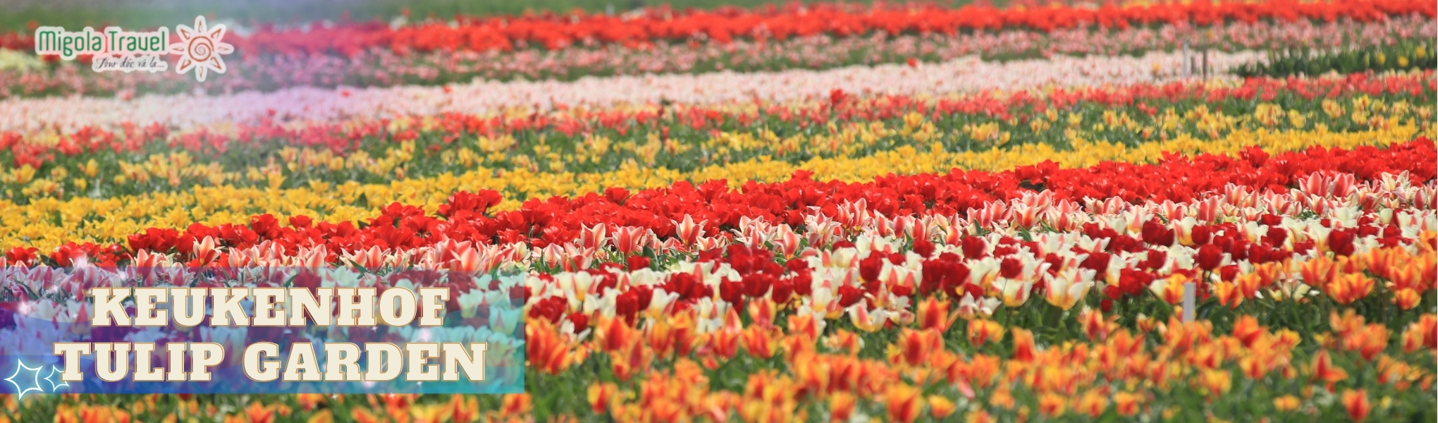 Keukenhof được xem là một trong những vườn hoa đẹp và lớn nhất thế giới với hơn 70 triệu bông hoa ôn đới tràn ngập khắp nơi, dày như những tấm thảm thần khổng lồ, uốn cong như dòng suối tuyệt mỹ.